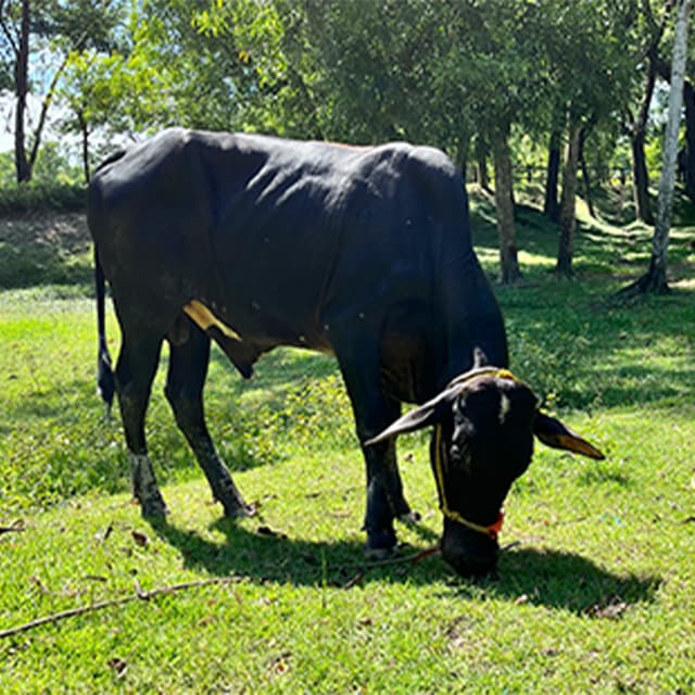 Cattle grazing at a Shathi partner's holding